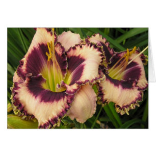 Blank Card with Pair of Eyed Daylilies
