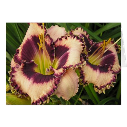 Blank Card with Pair of Eyed Daylilies