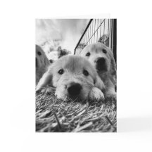 Blank card with puppies