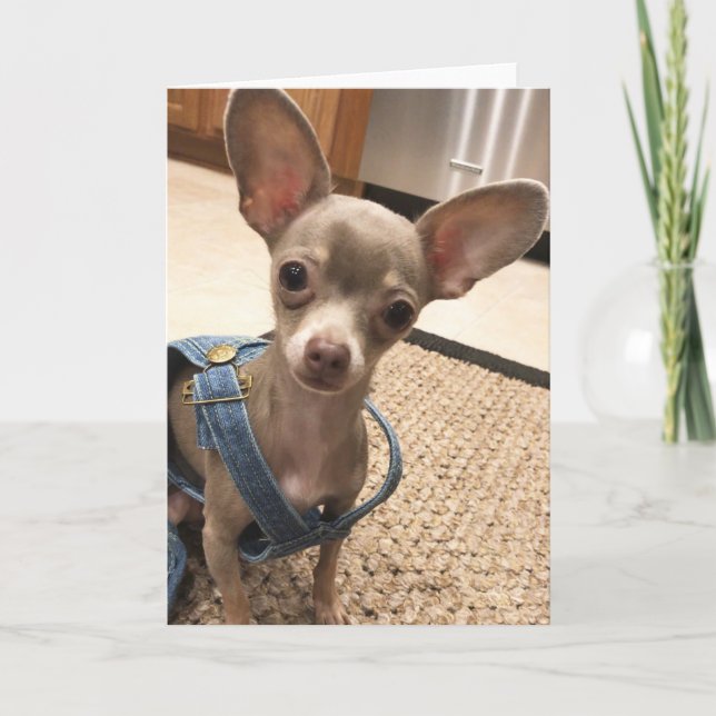 Blank Chihuahua greeting card (Front)
