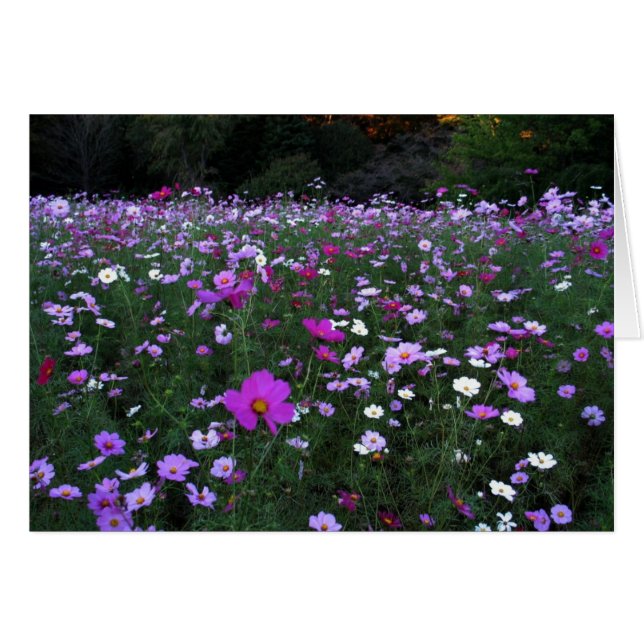 Blank-Cosmos Field (Front Horizontal)
