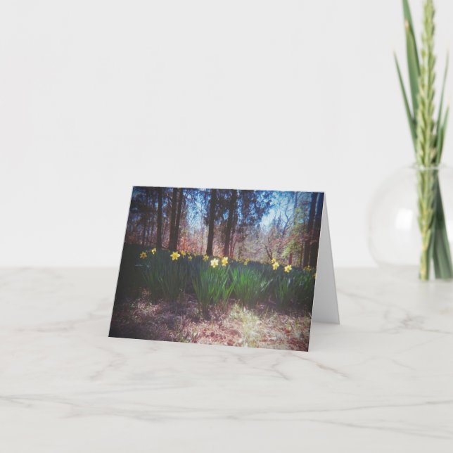 Blank Daffodil Field Blank Landscape Card (Front)