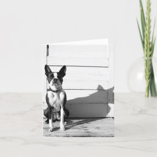 blank dog notecard