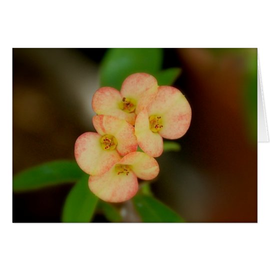 Blank Floral Card
