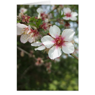 Blank Flower Blossom Card