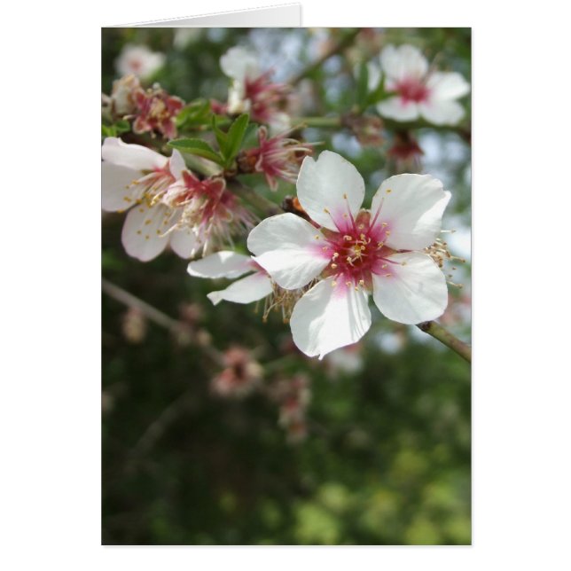 Blank Flower Blossom Card (Front)