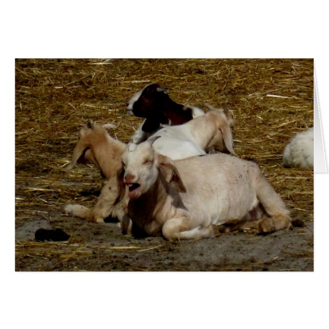 Blank_Goat Party (Front Horizontal)