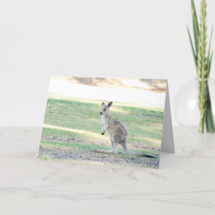 Blank greeting card featuring Kangaroo joey
