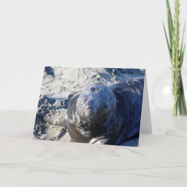 Blank Greeting Card featuring Seal pup (Front)