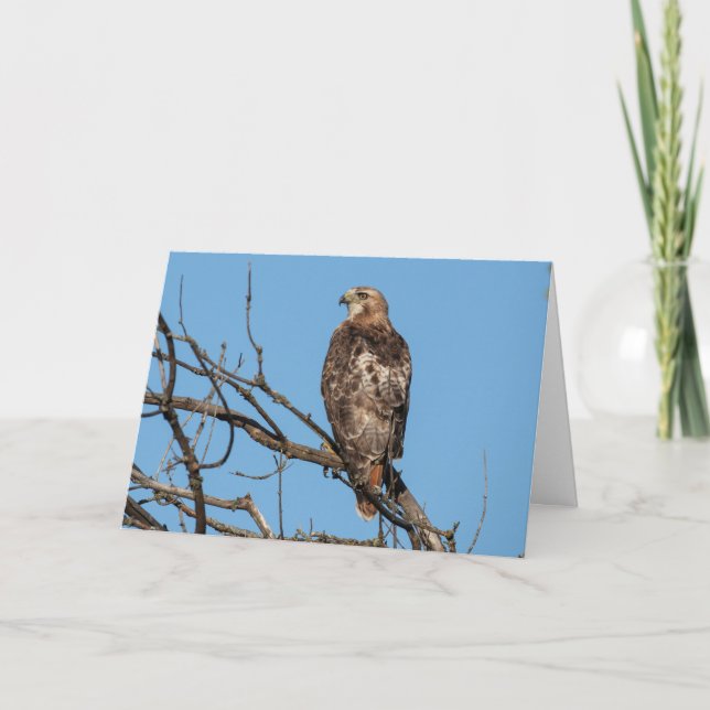 Blank Greeting card Hawk (Front)