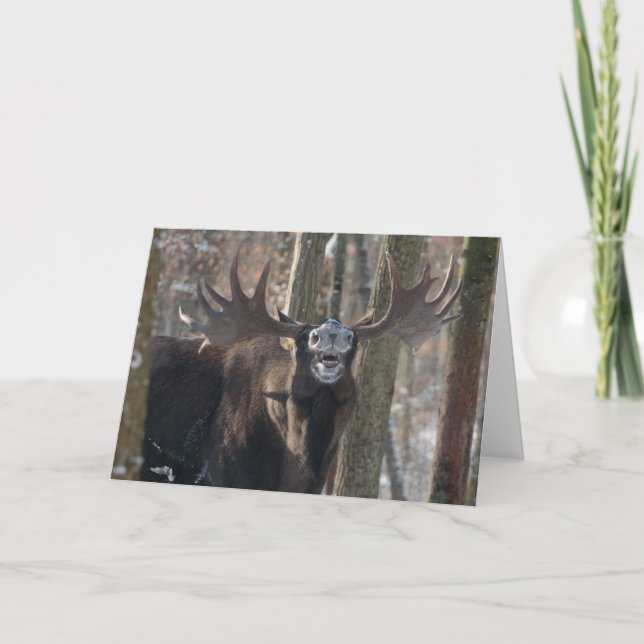 Blank Greeting Card: Laughing Moose Card (Front)
