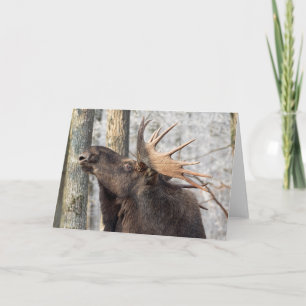 Blank Greeting Card: Moose King Card