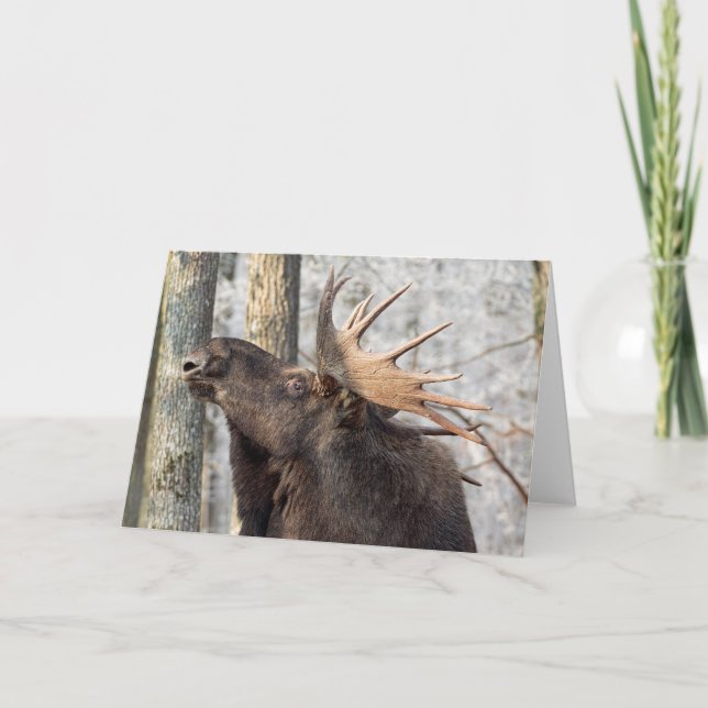 Blank Greeting Card: Moose King Card (Front)