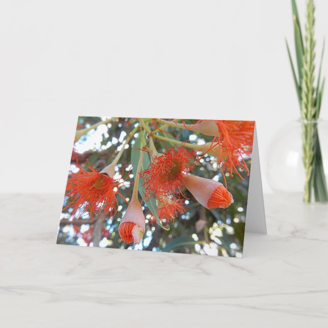 Blank Greeting Card - Orange Gum Tree Flowers (Front)