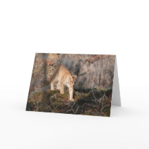 Blank Greeting Card: Prowling Lynx
