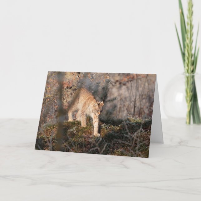 Blank Greeting Card: Prowling Lynx Card (Front)