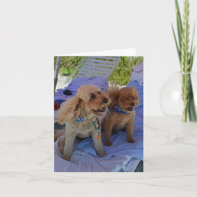 Blank Inside, Cockapoo Dogs Enjoy Beach Card (Front)