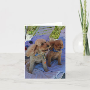 Blank Inside, Cockapoo Dogs Enjoy Beach Card
