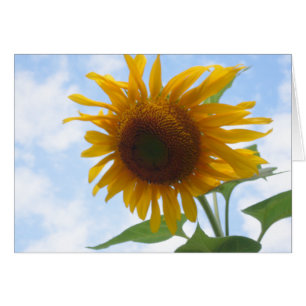 Blank Inside Sunflower