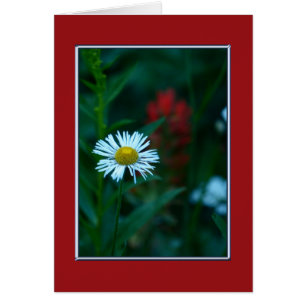 Blank Inside, White Daisy Wildflower