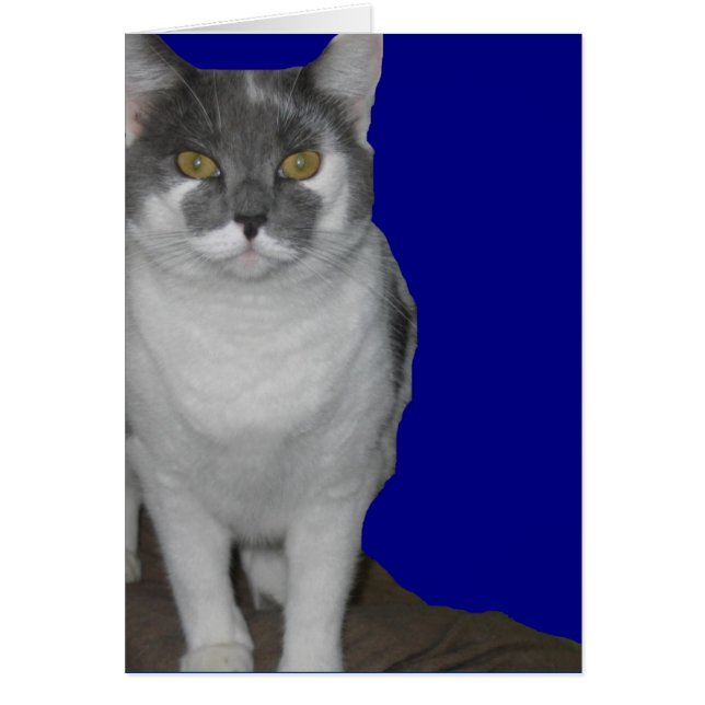 ~ Blank Kitty Card ~ (Front)