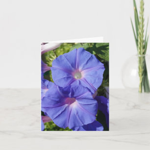 Blank Note Card, Morning Glory Card