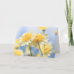 Blank Note Card - Sunlit Yellow Marguerite Daisy