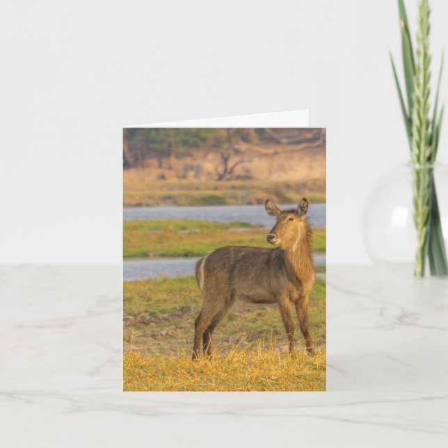 Blank Note Card - Water Buck in Botswana (Front)