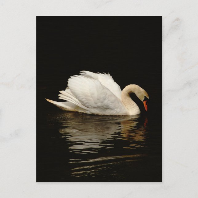 Blank Note Card with Beautiful Swan post card (Front)