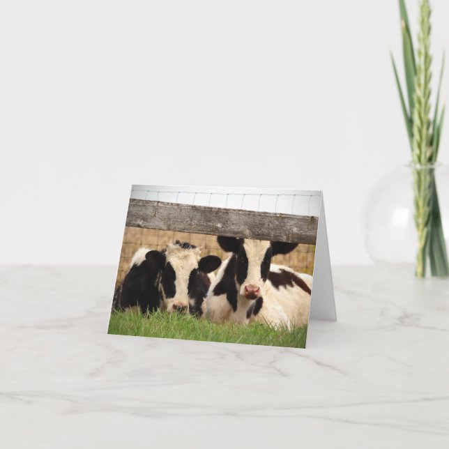 Blank note card with cows (Front)