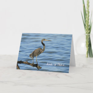 Blank Note Card with Tricolored Heron