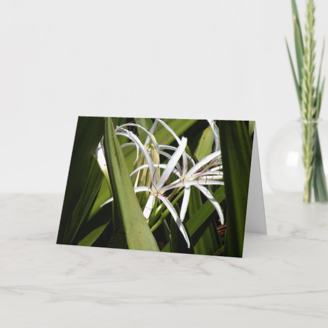 Blank Note Card with Wild Swamp Lilies (Front)