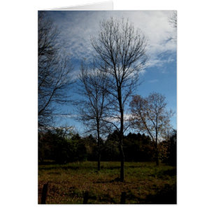 Blank_Ontario Trees