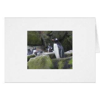 Blank Penguin Card