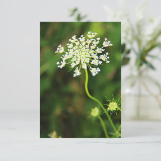 Blank Queen Anne's Lace Wildflower  Card