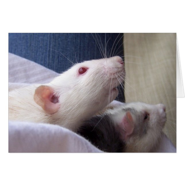 Blank Rat Card (Front Horizontal)