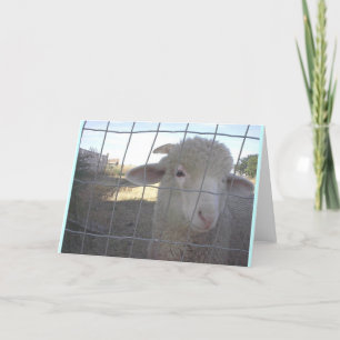 Blank Sheep note cards