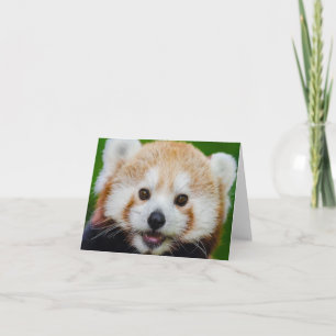 BLANK SMALL NOTECard:  RED PANDA Card