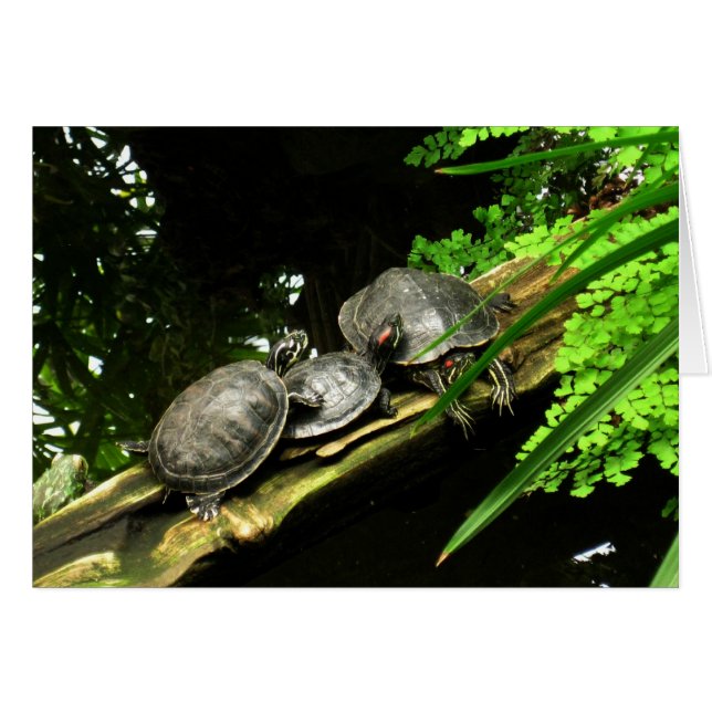 Blank-Turtles Rest (Front Horizontal)