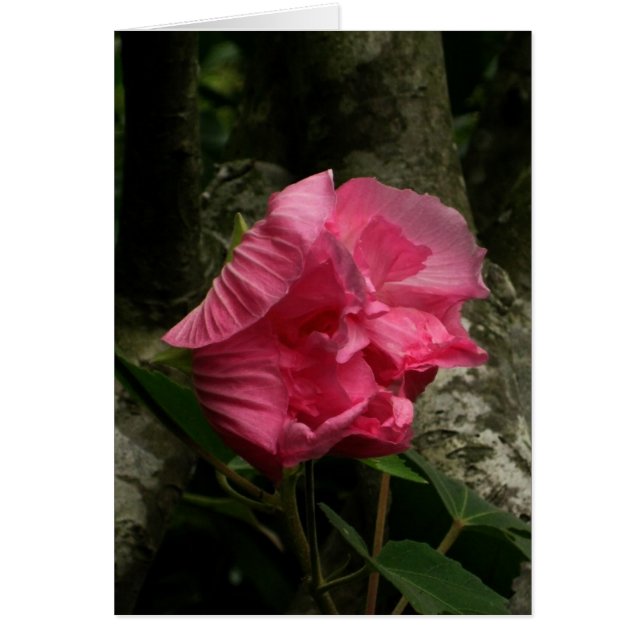 Blank-Wind Pink Flower (Front)