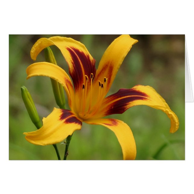 Blanket - Daylily (Front Horizontal)