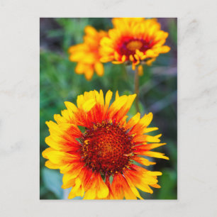 Blanket flower aka brown eyed susan in Glacier Postcard
