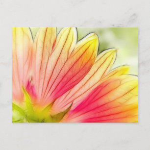 Blanket Flower Petals Close Up Postcard