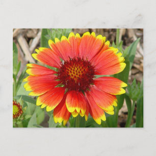 Blanket Flower Postcard