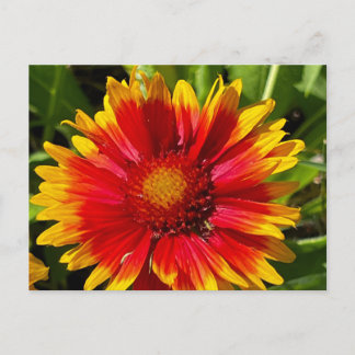 Blanket Flower Postcard