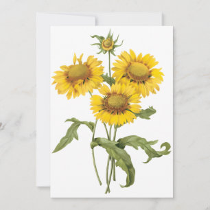 Blanket Flower Sunflower by Redoute Invitation