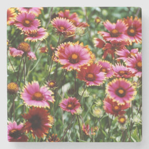 blanket flower wildflower 2 stone coaster