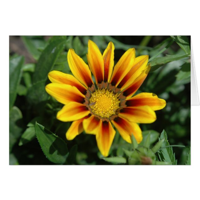Blanketflower Card (Front Horizontal)