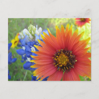 Blankets and Bonnets Postcard