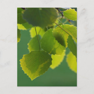 Blätter Wellness Postcard